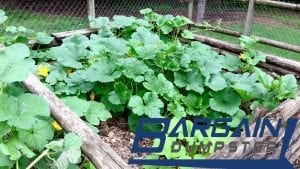 A small garden created with compost materials.