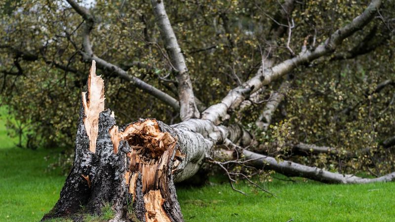 Be Careful Handling Damaged Trees After a Storm