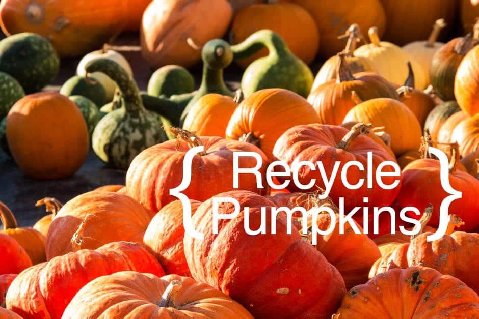 ❤ How to recycle halloween pumpkins