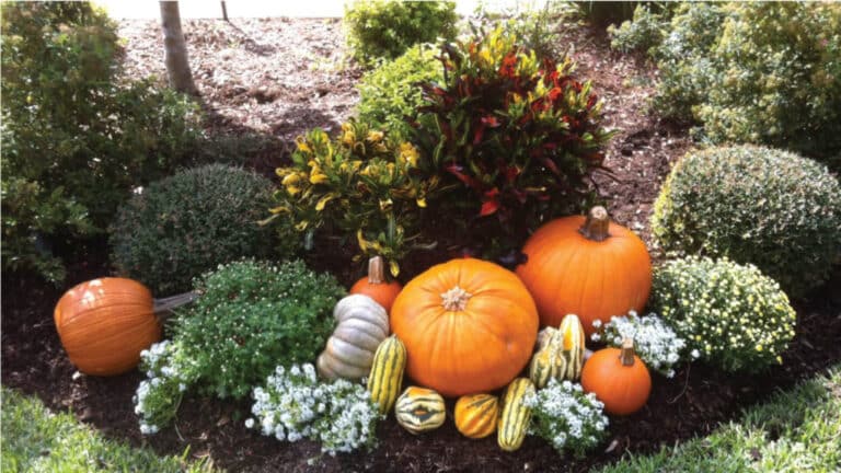 Tips to prepare your lawn and garden for Fall