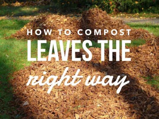 Fall Leaf Composting Guide