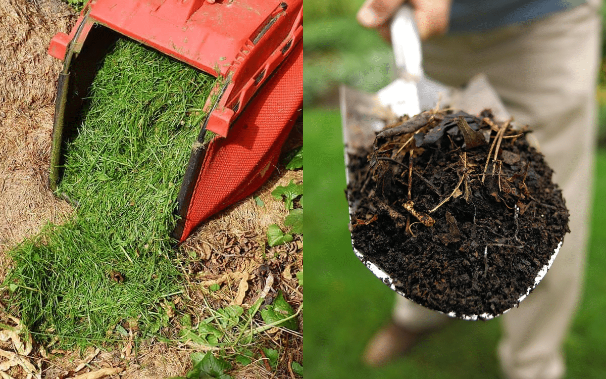 Mulch vs Compost