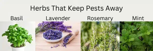 Pictures of herbs that keep pests away naturally. Basil, Lavender, Rosemary, and Mint