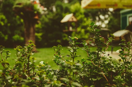 a close up of a green bush in a garden