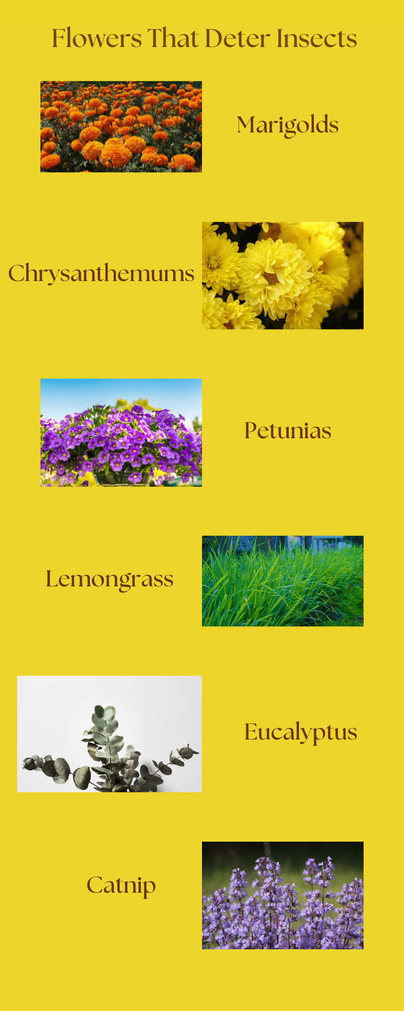 Infographic of 6 flowers that deter insects naturally. 