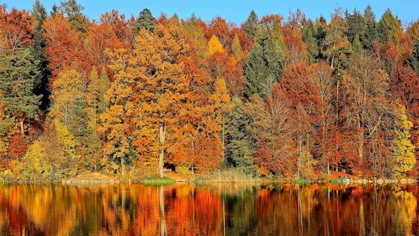 Beautiful Falls Leaves