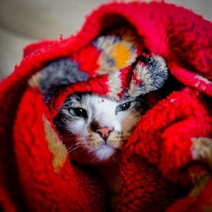 a cat is wrapped in a red blanket